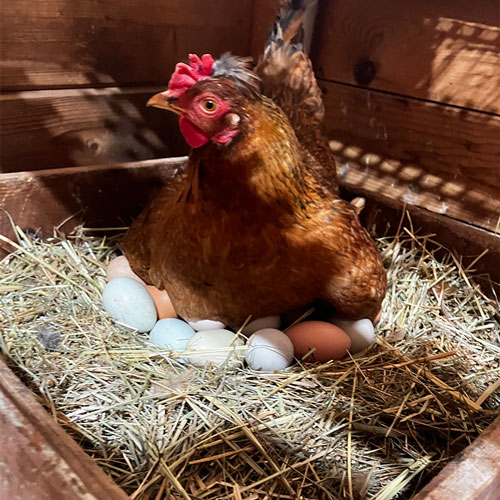 V&B-chicken-eggs-home-page V&B-chicken-eggs-home-page image