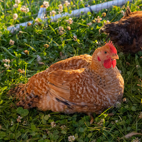 V&B-chicken-home-page V&B-chicken-home-page image