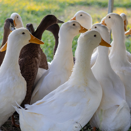 V&B-ducks-home-page V&B-ducks-home-page