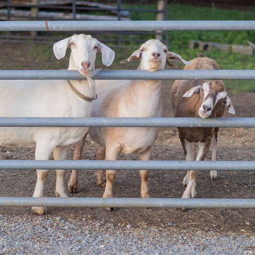 V&B-goats-home-page V&B-goats-home-page image